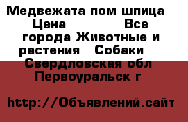 Медвежата пом шпица › Цена ­ 40 000 - Все города Животные и растения » Собаки   . Свердловская обл.,Первоуральск г.